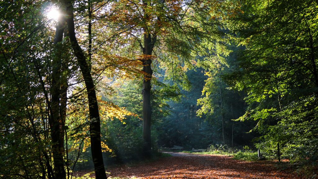 Panoramabillede fra skoven