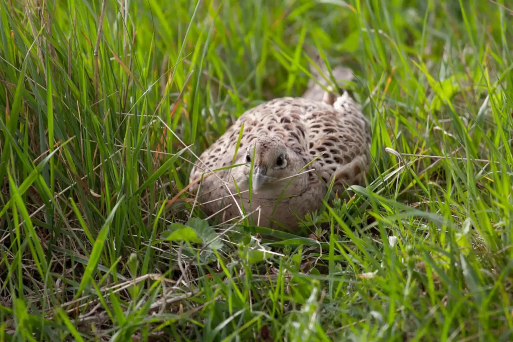 lady-pheasant-4189960_1920